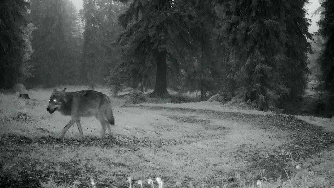 Le dernier loup image