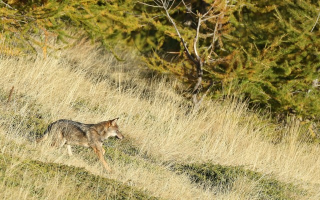 Naïs au pays des loups de Rémy Masséglia image