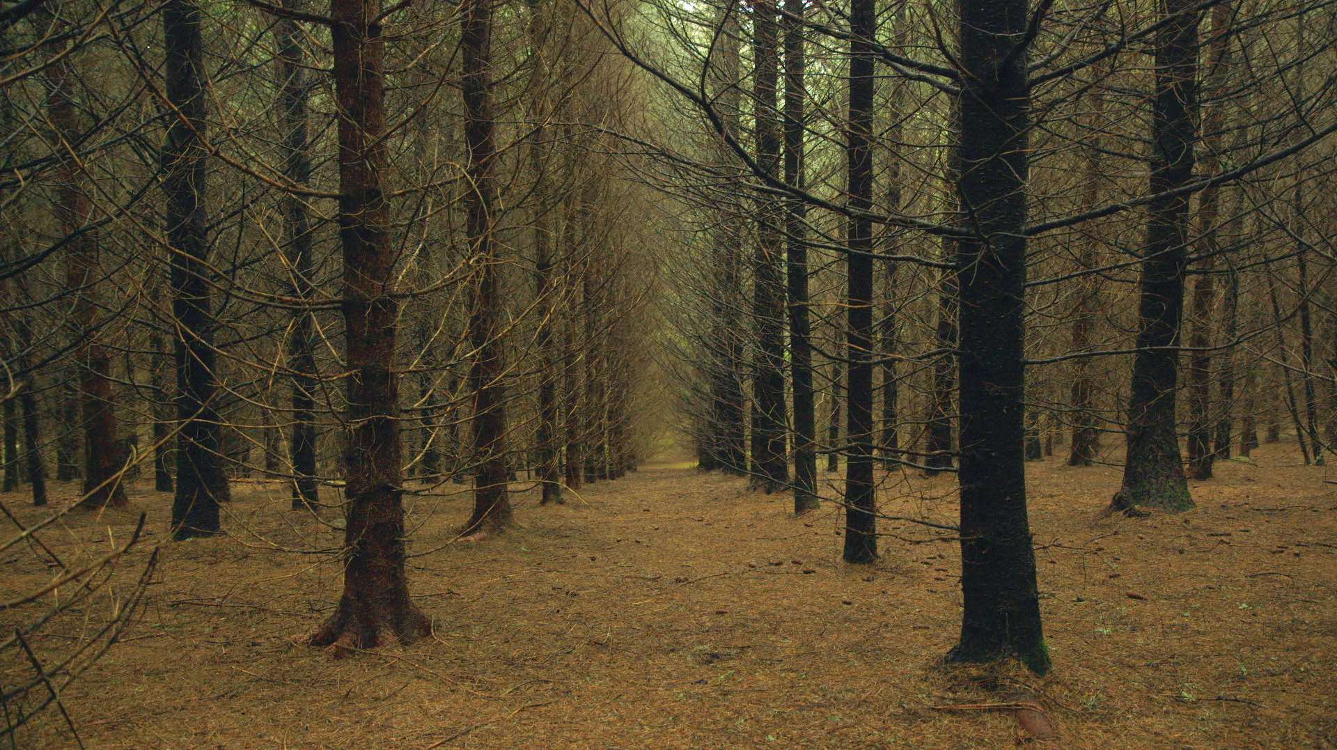 LE TEMPS DES FORETS image